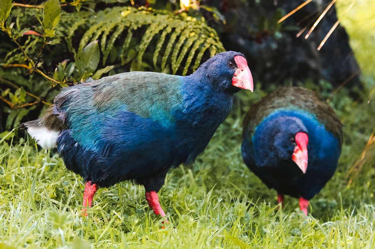 Takahē