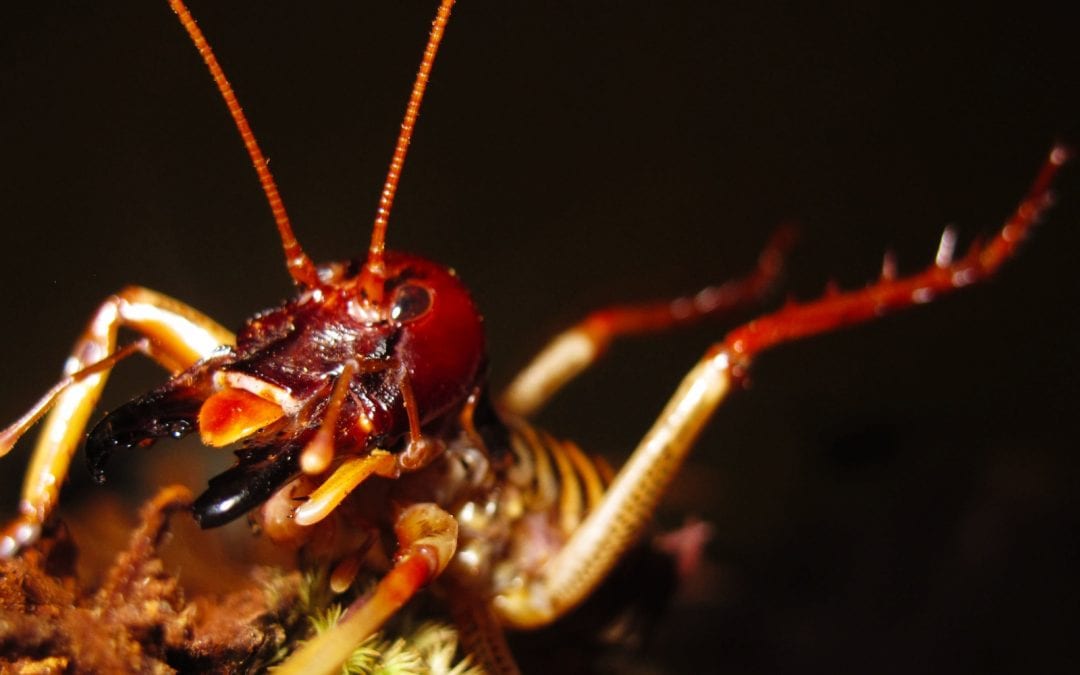 The Wacky World of New Zealand Wētā