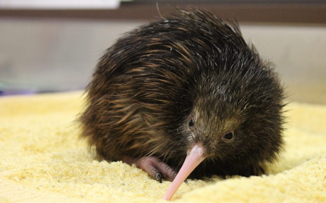 Inside a Kiwi Nursery