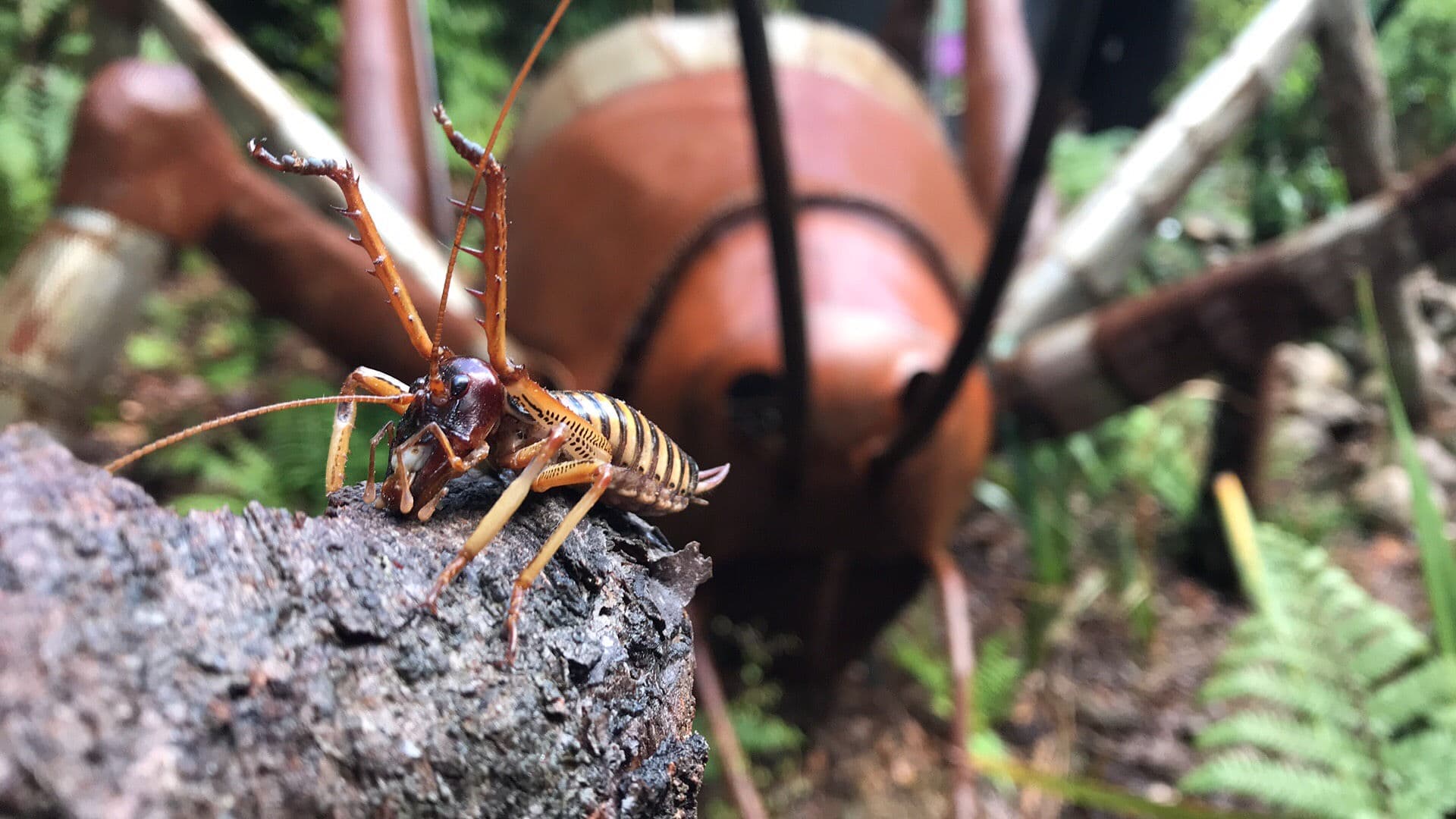 Wētā in the forest at Pūkaha
