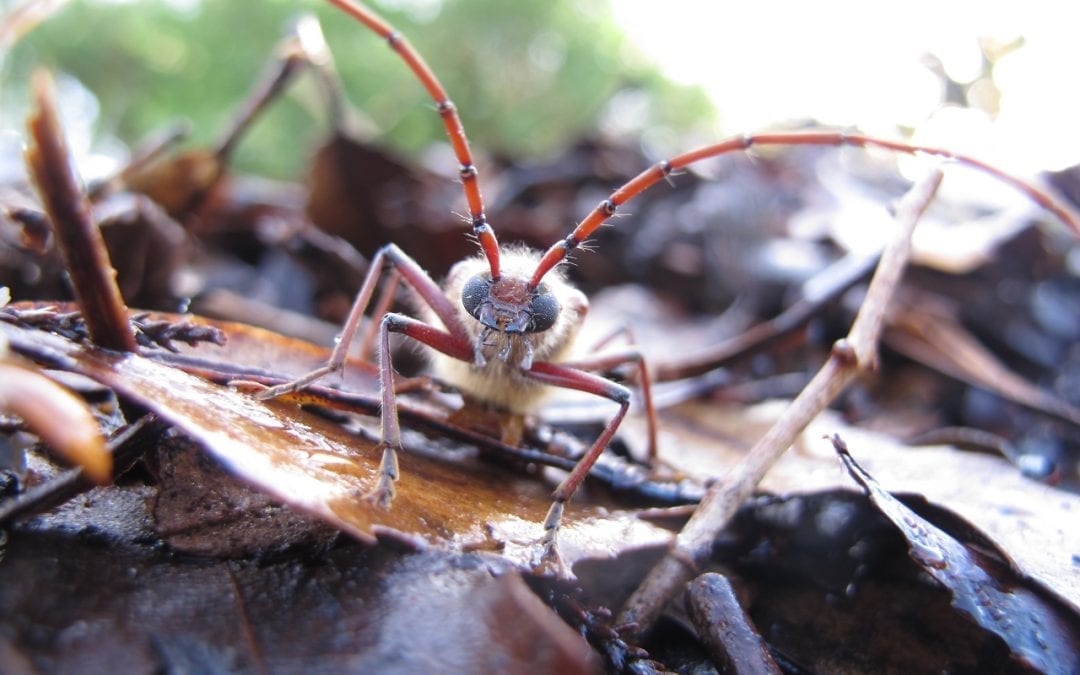 New Zealand Insects You Won’t Forget in a Hurry