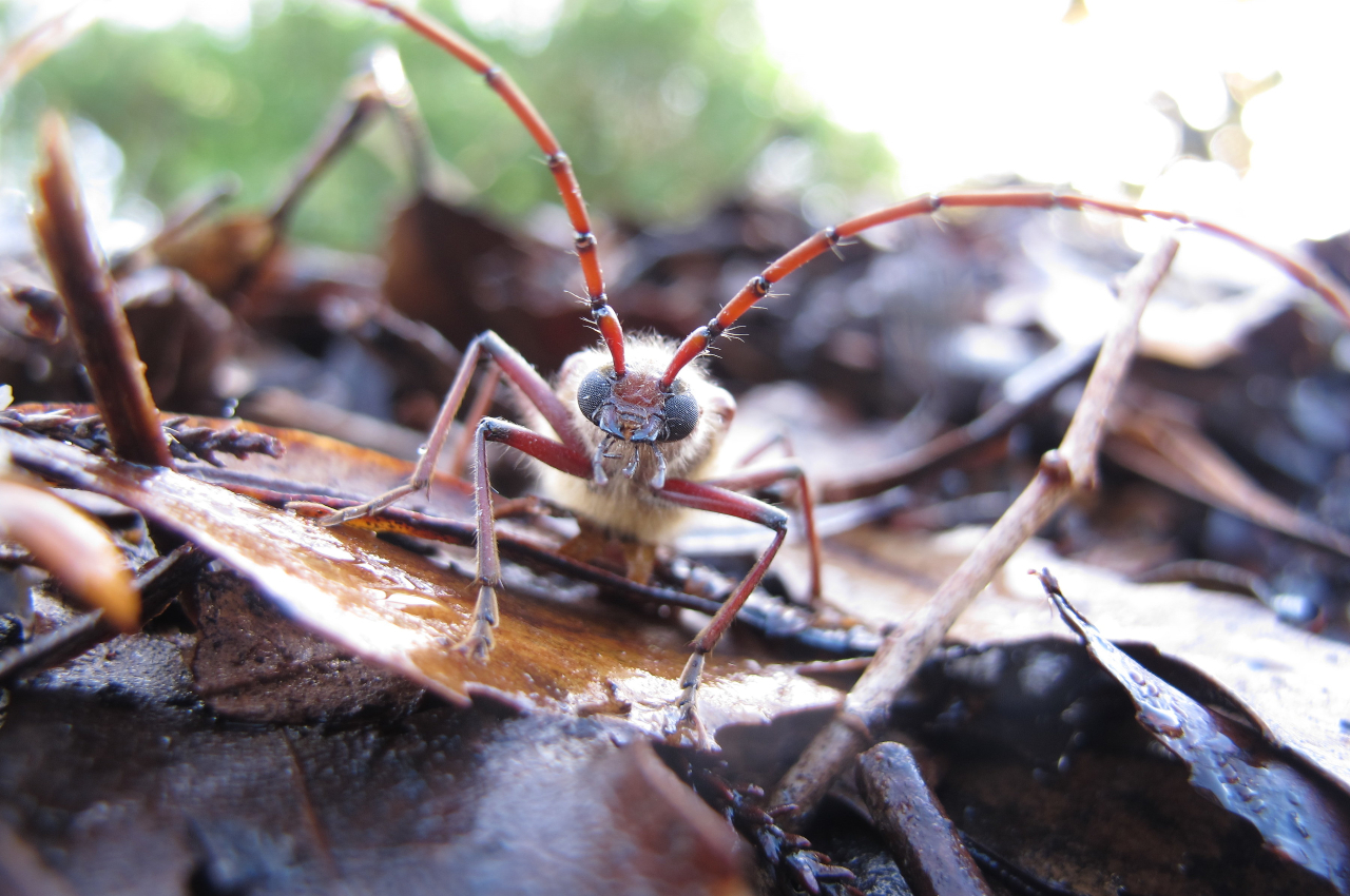 New Zealand Insects | Pūkaha National Wildlife Centre