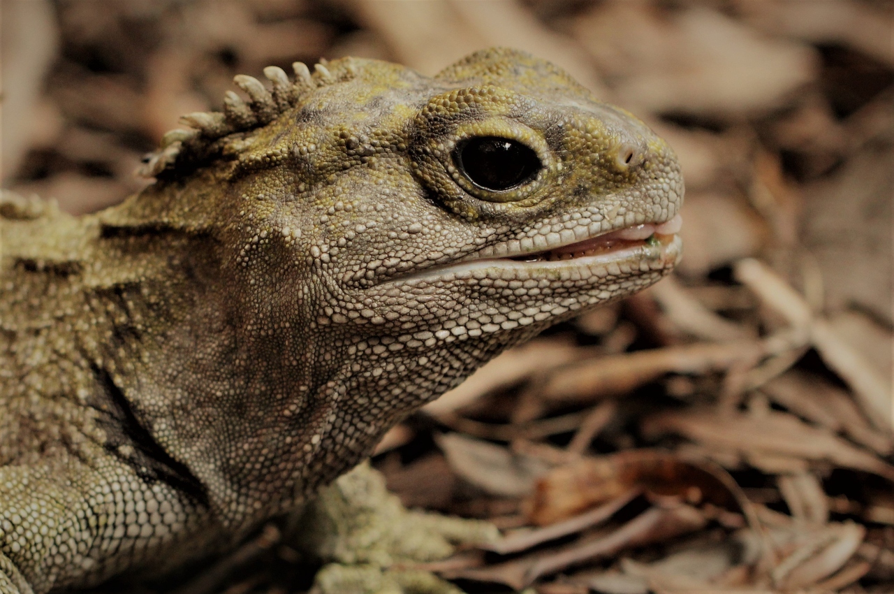Tuatara