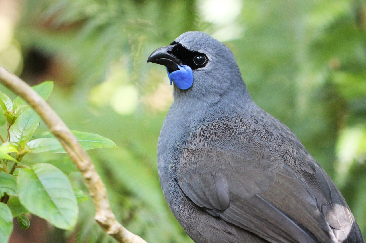 Kahurangi The Kokako 2