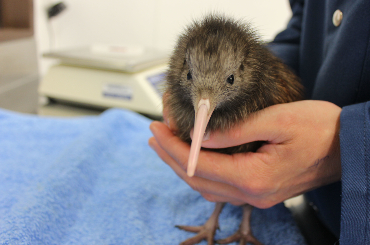 Kiwi Nursery