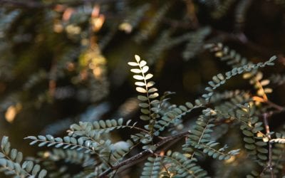 5 Native Plants Used In Māori Medicine