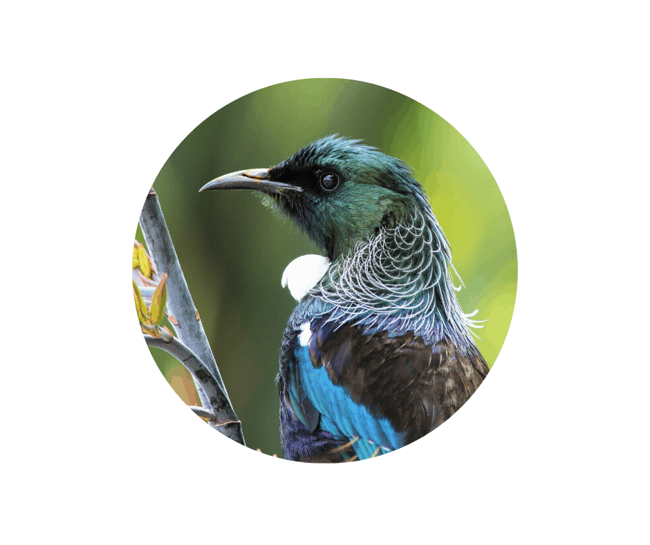 Sponsor a Hectare - Tui | Pūkaha National Wildlife Centre