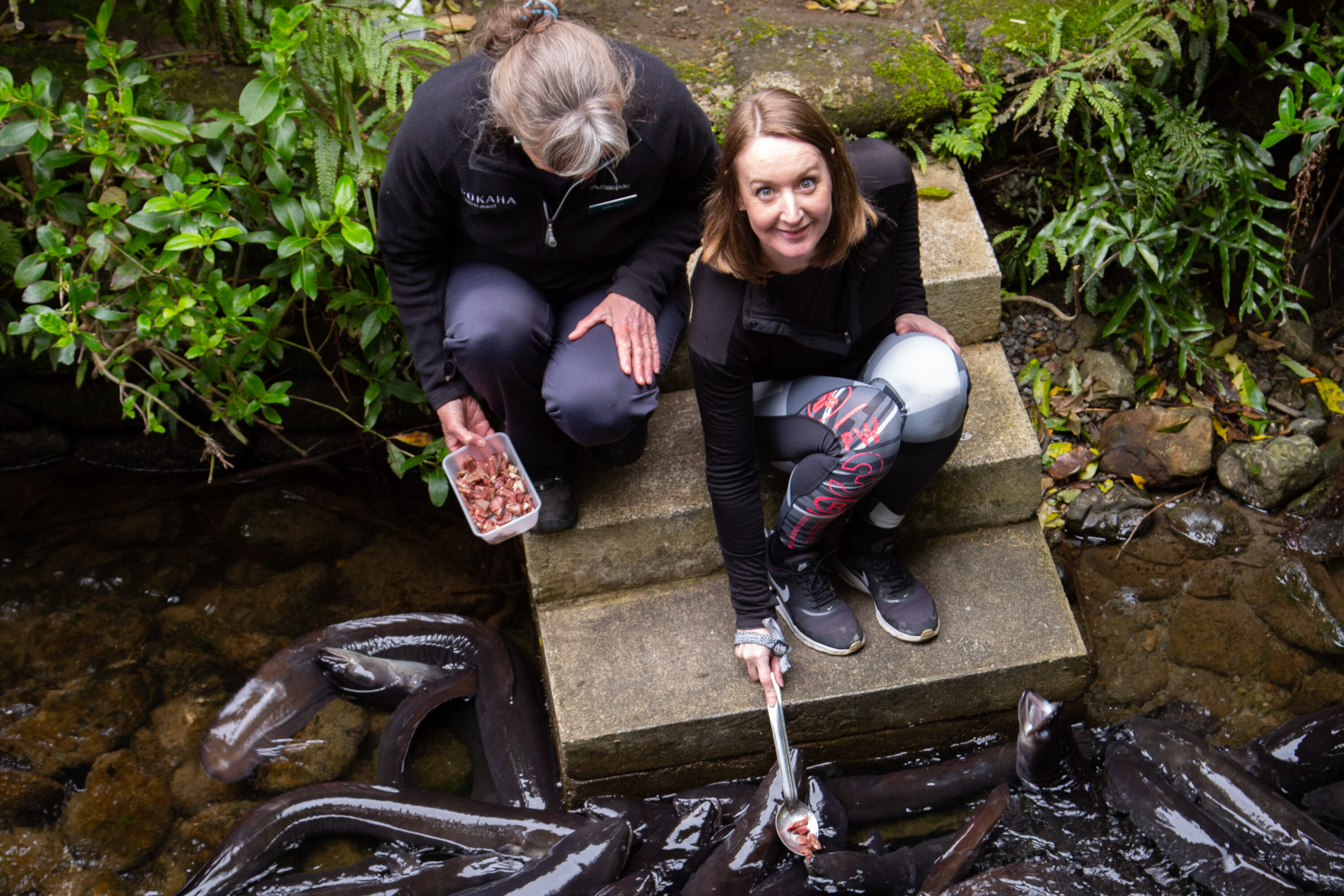 Pukaha National Wildlife Centre feed the eels
