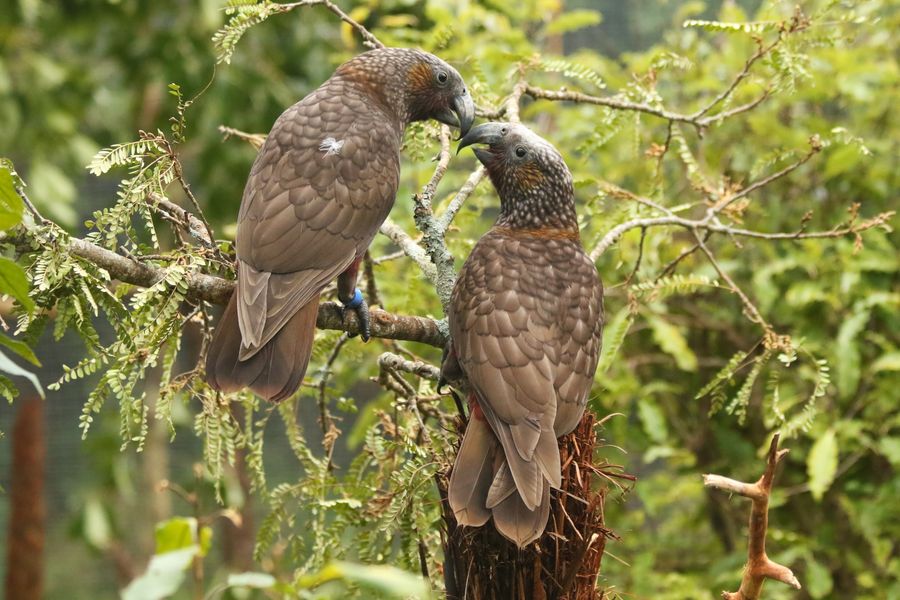 Juvenile kākā