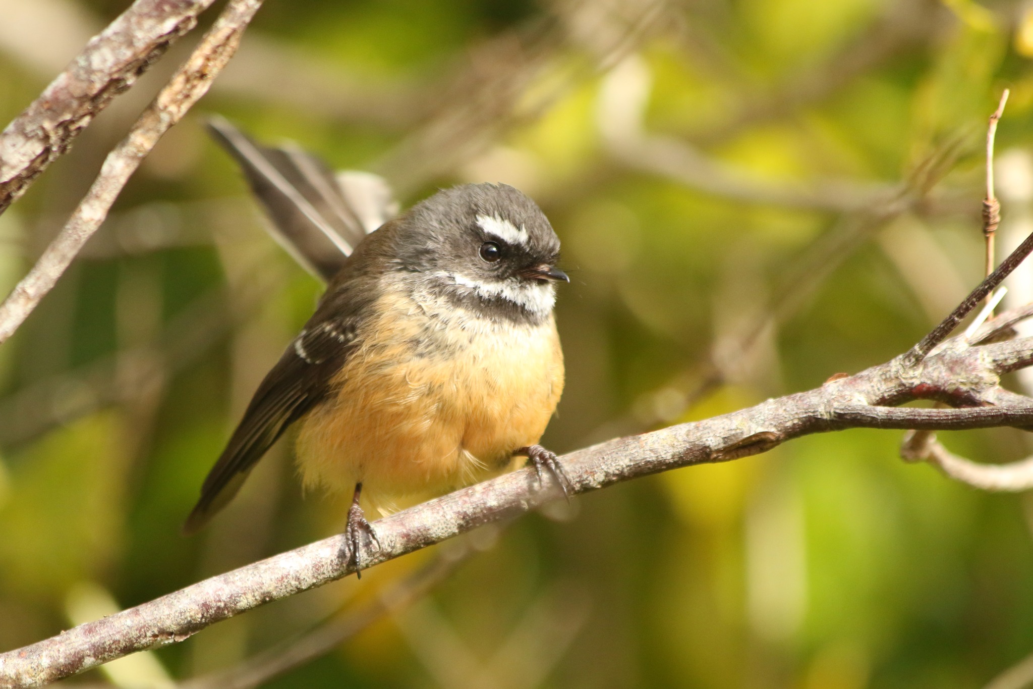 Bird news Pūkaha Wildlife Centre