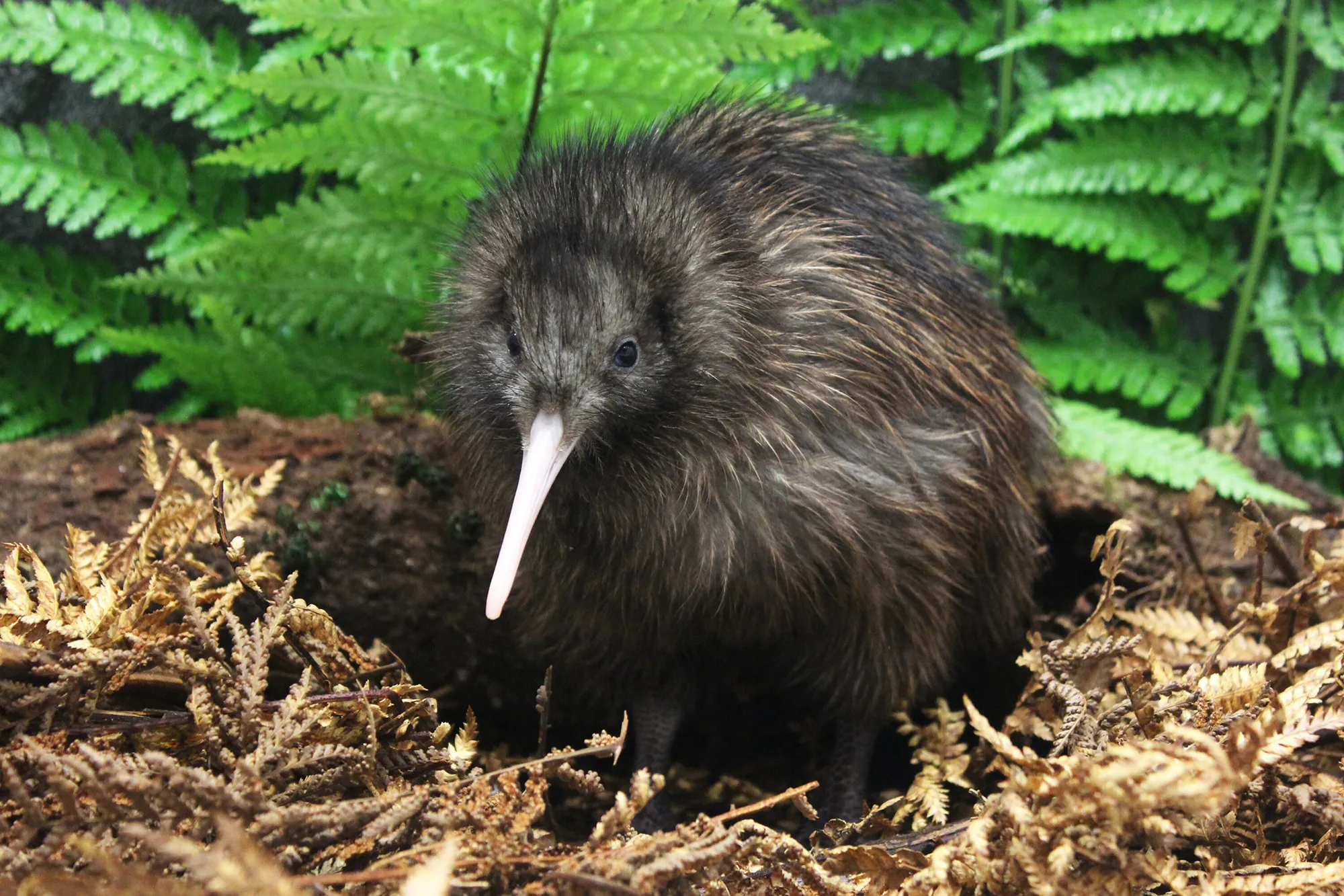North Island brown kiwi