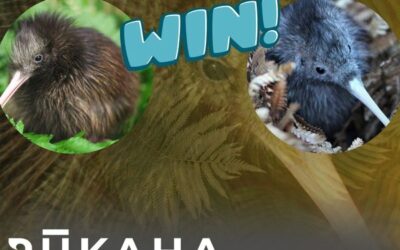 Win a Once-in-a-Lifetime Kiwi Release Experience!