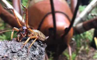 Pūkaha Bio Blitz: Become a Biodiversity Explorer