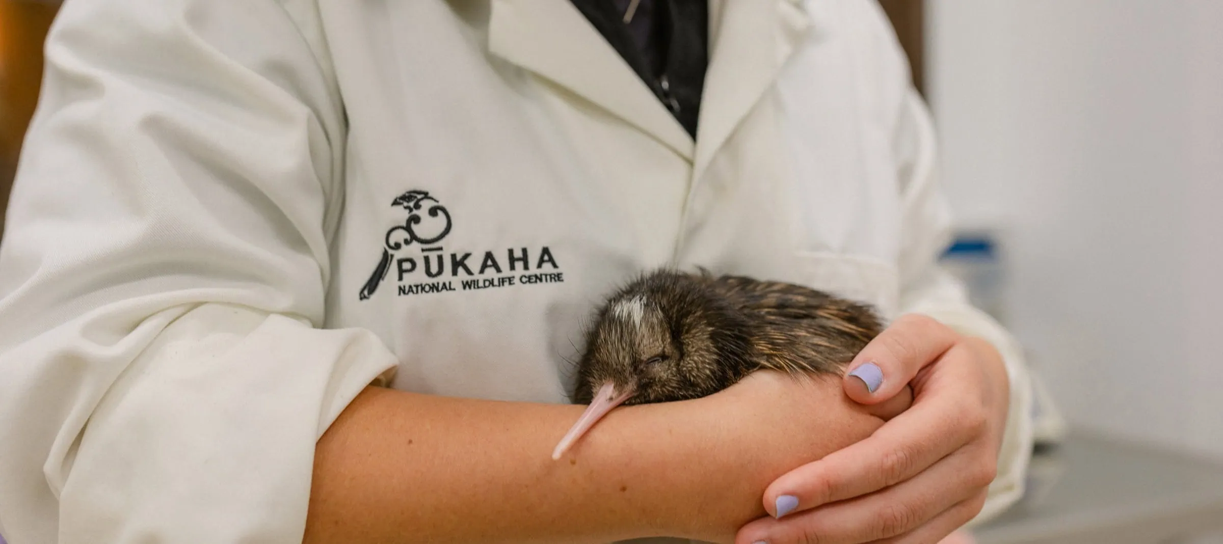 Ranger holding a kiwi at Pūkaha