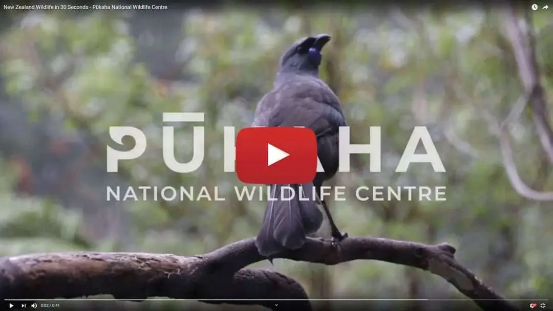 pukaha youtube 30 sec video image 1080x608