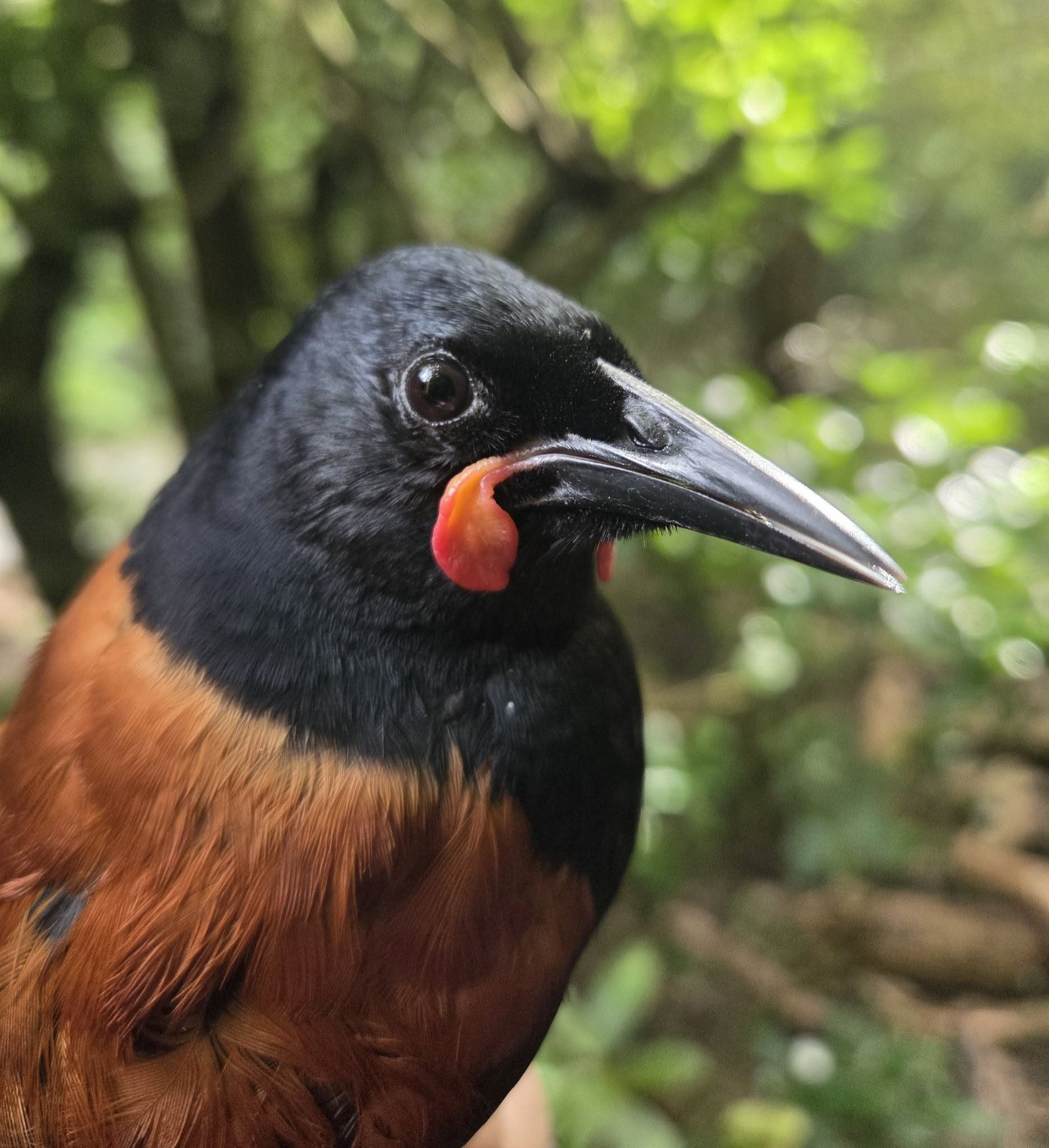 Tīeke, saddleback