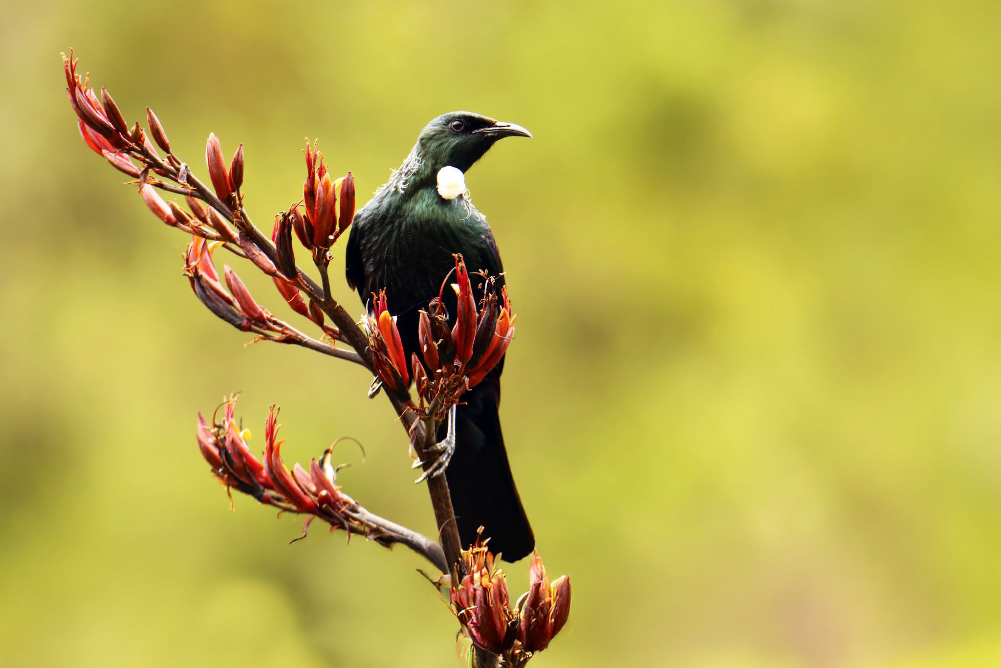 Tūī