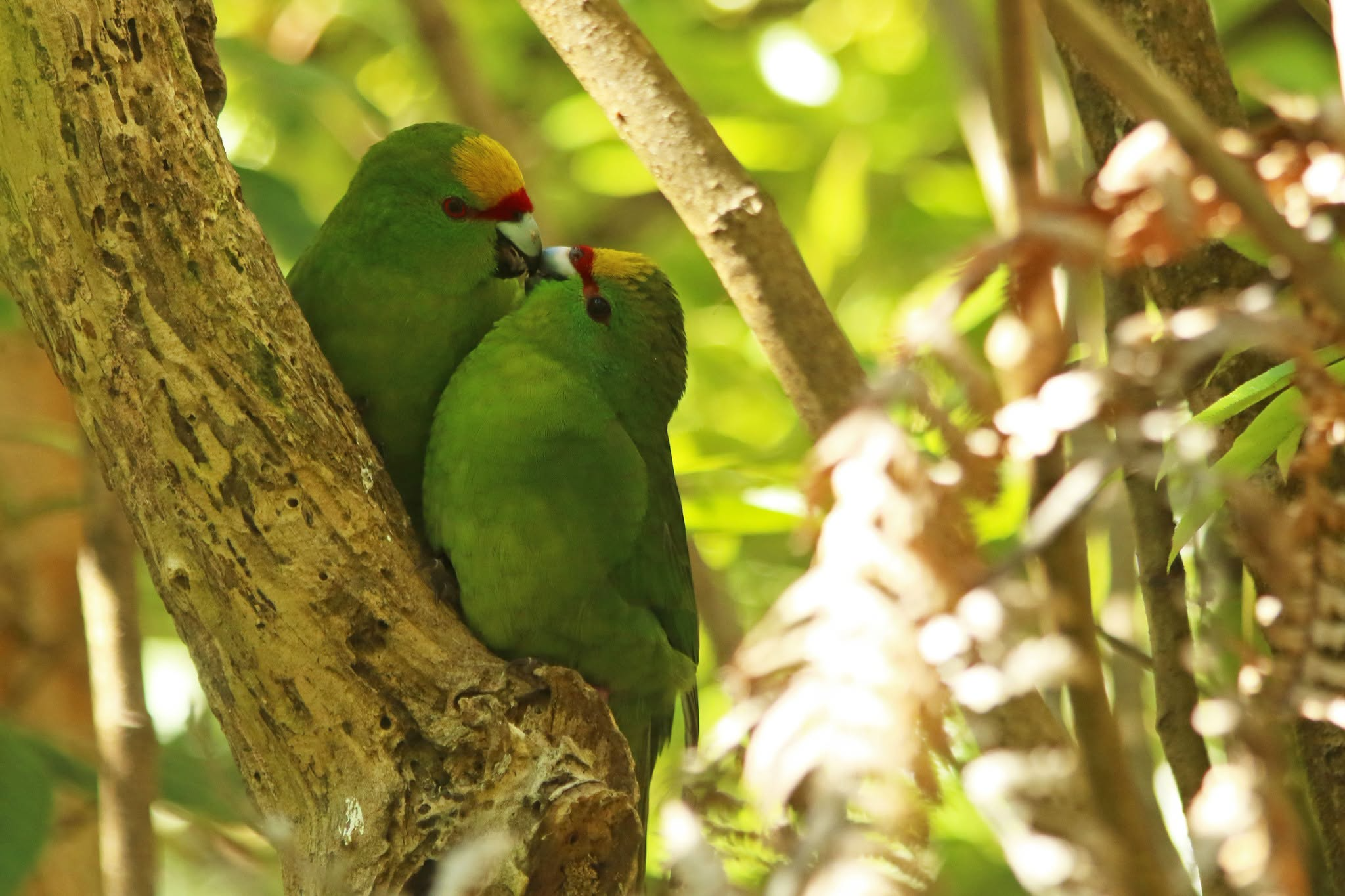 Kākāriki karaka, yellow-fronted parakeet
