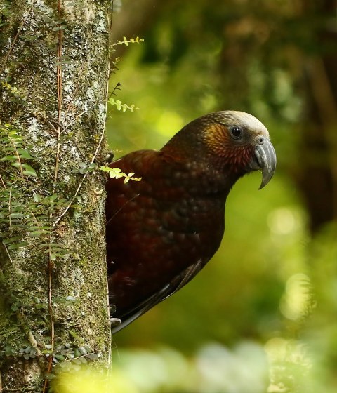 Kākā, forest parrot